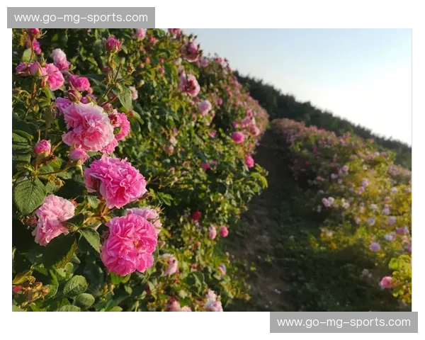 樱舞东瀛，玫瑰绽放：日本与保加利亚，一场跨越时空的文化与魅力碰撞